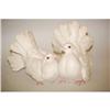 Image 1 : TAGLIARIOL WHITE CERAMIC PIGEONS FIGURINE - F