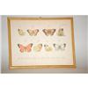 Image 1 : LITHOGRAPH ILLUSTRATION OF SULFUR BUTTERFLIES