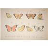 Image 2 : LITHOGRAPH ILLUSTRATION OF SULFUR BUTTERFLIES
