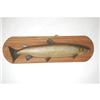 Image 1 : 43" ATLANTIC SALMON TROPHY MOUNT - TROPHY SAL