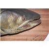 Image 3 : 43" ATLANTIC SALMON TROPHY MOUNT - TROPHY SAL