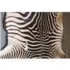 Image 2 : TED WILLIAMS TROPHY HUNTING ZEBRA HIDE PELT -