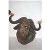 Image 1 : TED WILLIAMS HUNTING TROPHY CAPE BUFFALO SHOU