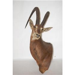 TED WILLIAMS HUNTING TROPHY SABLE ANTELOPE FA