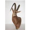 Image 1 : TED WILLIAMS HUNTING TROPHY SABLE ANTELOPE FA