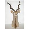 Image 1 : TED WILLIAMS HUNTING TROPHY GREATER KUDU SHOU