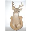 Image 1 : 8 POINT WHITETAIL DEER MOUNT - TAXIDERMY PREP