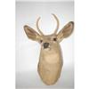 Image 1 : SPIKE HORN WHITETAIL DEER MOUNT - TAXIDERMY P