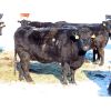 Image 4 : Valley Choice Land & Cattle Co. - BBF 3rd & 4th Calvers - 13 Head (Moosomin, SK)