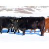 Image 3 : Valley Choice Land & Cattle Co. - Black & Red Angus 5th Calvers - 15 Head (Moosomin, SK)