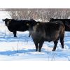 Image 2 : Valley Choice Land & Cattle Co. - Black Angus 11th+ Calvers - 16 Head (Moosomin, SK)