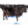 Image 3 : Valley Choice Land & Cattle Co. - Black Angus 11th+ Calvers - 16 Head (Moosomin, SK)