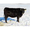Image 6 : Valley Choice Land & Cattle Co. - Black Angus 11th+ Calvers - 16 Head (Moosomin, SK)
