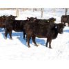 Image 10 : Valley Choice Land & Cattle Co. - Black X Bred Heifers - 17 Head (Moosomin, SK)