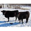 Image 2 : Valley Choice Land & Cattle Co. - Black X Bred Heifers - 17 Head (Moosomin, SK)