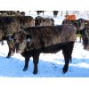 Image 3 : Valley Choice Land & Cattle Co. - Black X Bred Heifers - 17 Head (Moosomin, SK)
