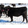 Image 4 : Valley Choice Land & Cattle Co. - Black X Bred Heifers - 17 Head (Moosomin, SK)