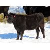 Image 5 : Valley Choice Land & Cattle Co. - Black X Bred Heifers - 17 Head (Moosomin, SK)