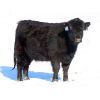 Image 6 : Valley Choice Land & Cattle Co. - Black X Bred Heifers - 17 Head (Moosomin, SK)