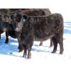 Image 7 : Valley Choice Land & Cattle Co. - Black X Bred Heifers - 17 Head (Moosomin, SK)