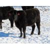 Image 9 : Valley Choice Land & Cattle Co. - Black X Bred Heifers - 17 Head (Moosomin, SK)