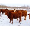 Image 3 : Breault Ranching Ltd. - 950# Open Heifers - 178 Head (Ste. Rose, MB)