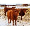 Image 6 : Breault Ranching Ltd. - 950# Open Heifers - 178 Head (Ste. Rose, MB)