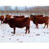 Image 7 : Breault Ranching Ltd. - 950# Open Heifers - 178 Head (Ste. Rose, MB)