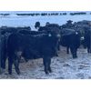 Image 2 : W&R Feeders - 840# Heifers - 500 Head (Indian Head, SK)