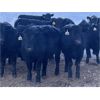 Image 3 : W&R Feeders - 840# Heifers - 500 Head (Indian Head, SK)