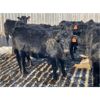 Image 7 : Doug & David Vollmer - 718# Steers - 142 Head (Loreburn, SK)