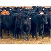 Image 1 : Sturgeon River Ranching - 575# Steers - 100 Head (Rockyford, AB)