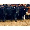 Image 2 : Sturgeon River Ranching - 575# Steers - 100 Head (Rockyford, AB)