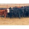 Image 3 : Sturgeon River Ranching - 575# Steers - 100 Head (Rockyford, AB)