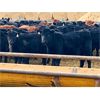 Image 5 : Sturgeon River Ranching - 575# Steers - 100 Head (Rockyford, AB)