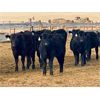 Image 2 : Sturgeon River Ranching - 530# Heifers - 50 Head (Rockyford, AB)