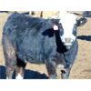 Image 4 : Island Vet Clinic - 860# Heifers - 73 Head (Taber, AB)