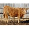 Image 5 : Island Vet Clinic - 860# Heifers - 73 Head (Taber, AB)