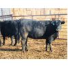 Image 1 : Douglass Agro - 1170# Open Heifers - 55 Head (Gem, AB)