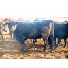 Image 2 : Douglass Agro - 1170# Open Heifers - 55 Head (Gem, AB)