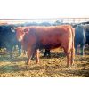 Image 3 : Douglass Agro - 1170# Open Heifers - 55 Head (Gem, AB)