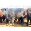 Image 4 : Douglass Agro - 1170# Open Heifers - 55 Head (Gem, AB)