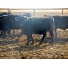 Image 7 : Douglass Agro - 1170# Open Heifers - 55 Head (Gem, AB)