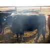 Image 8 : Douglass Agro - 1170# Open Heifers - 55 Head (Gem, AB)