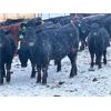 Image 1 : Isaacson Farms - 620# Steers - 95 Head (Viscount, SK)