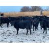 Image 2 : Isaacson Farms - 620# Steers - 95 Head (Viscount, SK)