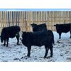 Image 3 : Isaacson Farms - 620# Steers - 95 Head (Viscount, SK)