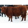 Image 4 : Lyle & Darrell Prescesky - 975# Steers - 65 Head (Mullingar, SK)