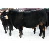 Image 8 : Lyle & Darrell Prescesky - 975# Steers - 65 Head (Mullingar, SK)