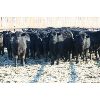 Image 1 : Riverview Farming Co. - 730# Steers - 85 Head (Saskatoon, SK)